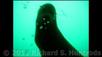 Madrona Sea Lion Video